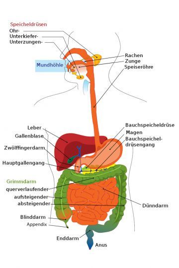 gastroenterologie_grafik.jpg